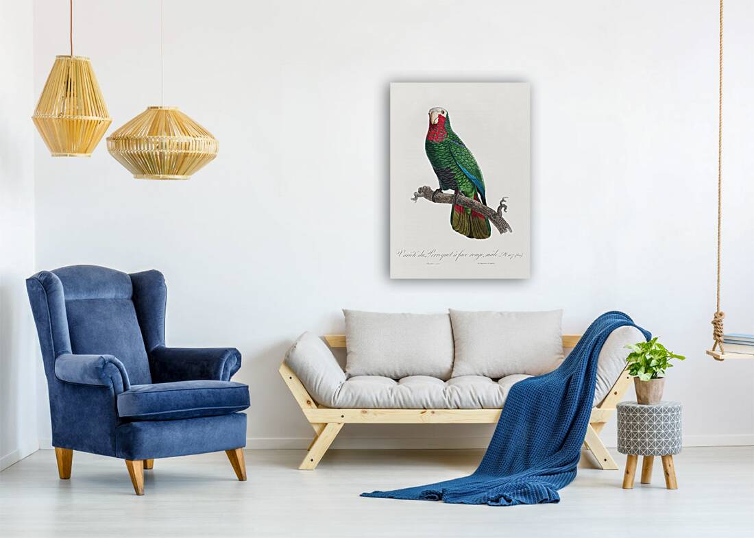 Rose-throated parrot  Reproduction