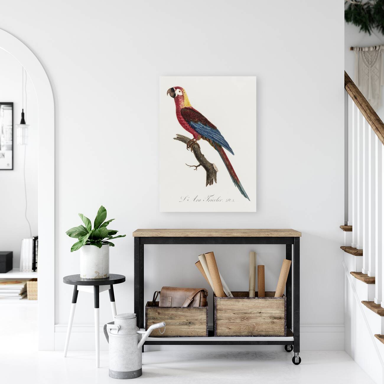 Cuban red macaw  Reproduction