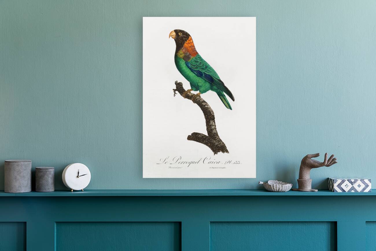 Caica parrot  Reproduction