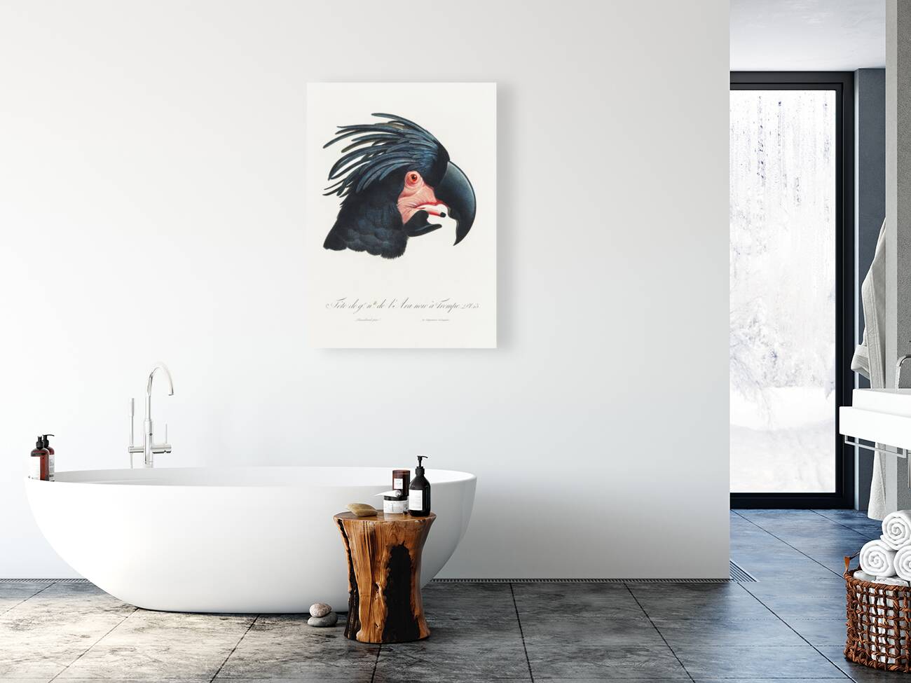 Goliath cockatoo  Reproduction