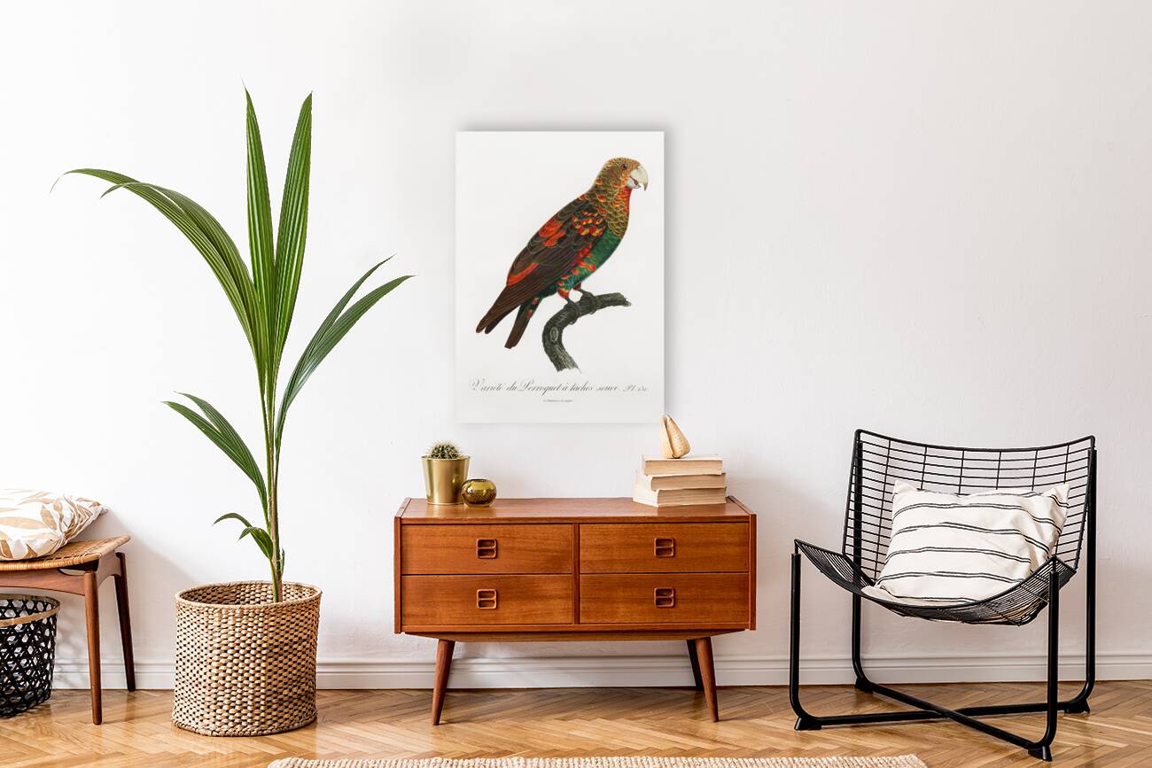 Brown-necked parrot  Reproduction