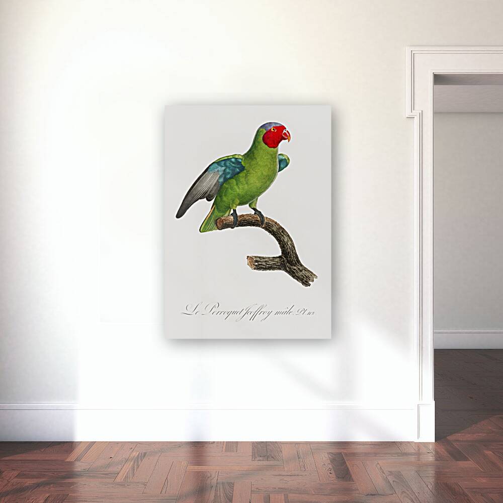 Red-cheeked parrot  Reproduction