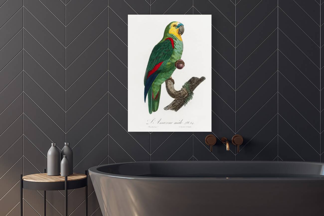 Turquoise-fronted parrot  Reproduction