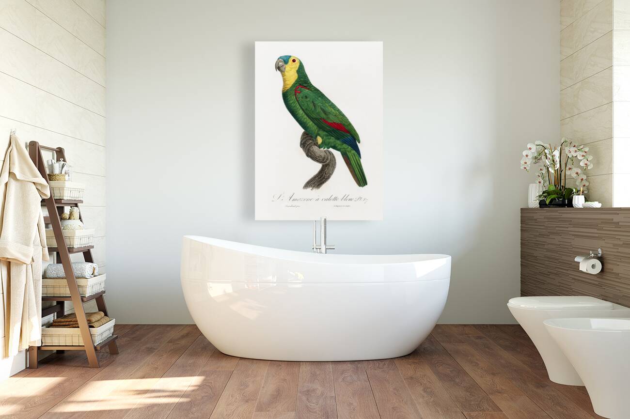 Blue-fronted amazon  Reproduction