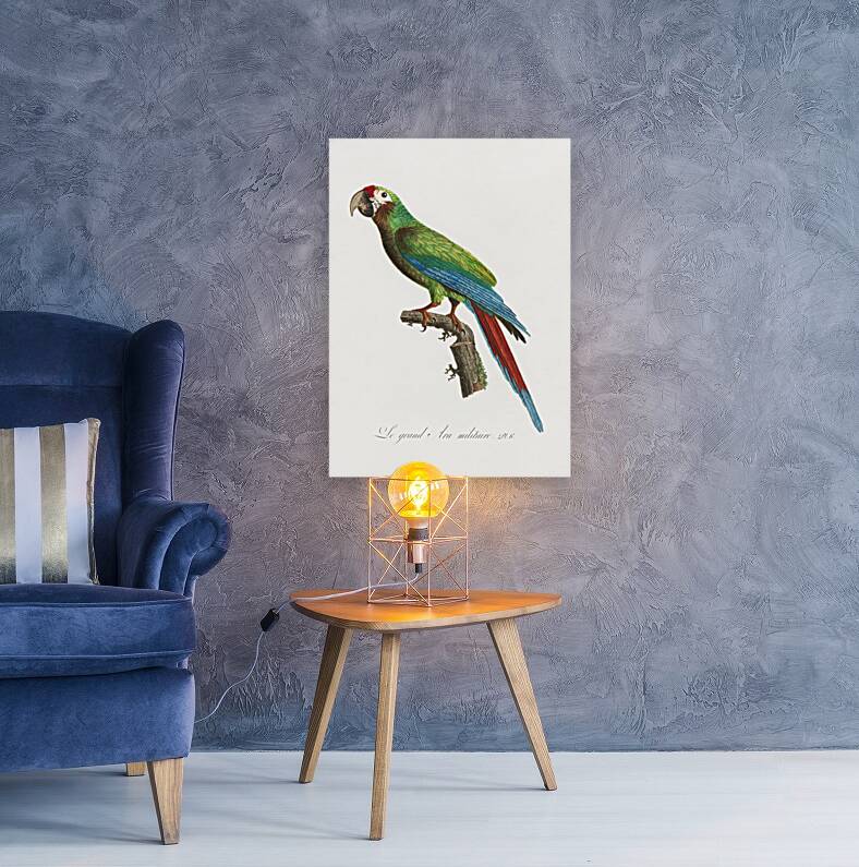 Buffons macaw  Reproduction