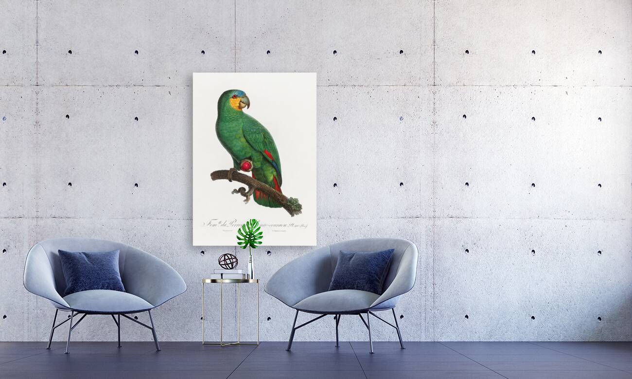 Loro guaro  Reproduction