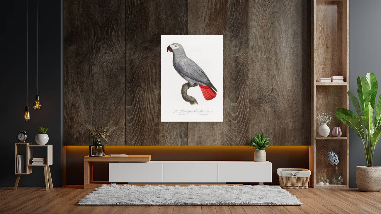 Congo grey parrot  Reproduction