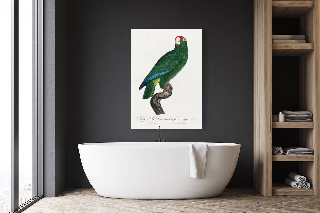 Rose-throated parrot  Reproduction