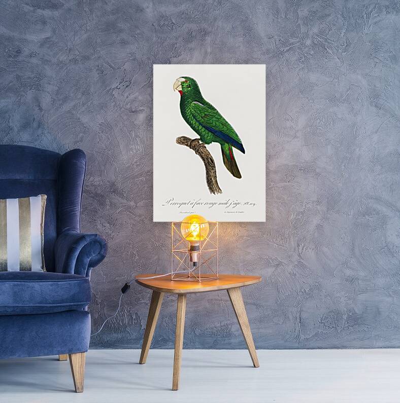 Cuban parrot  Reproduction