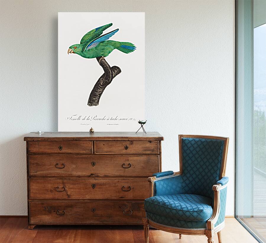 Marigold parakeet Reproduction