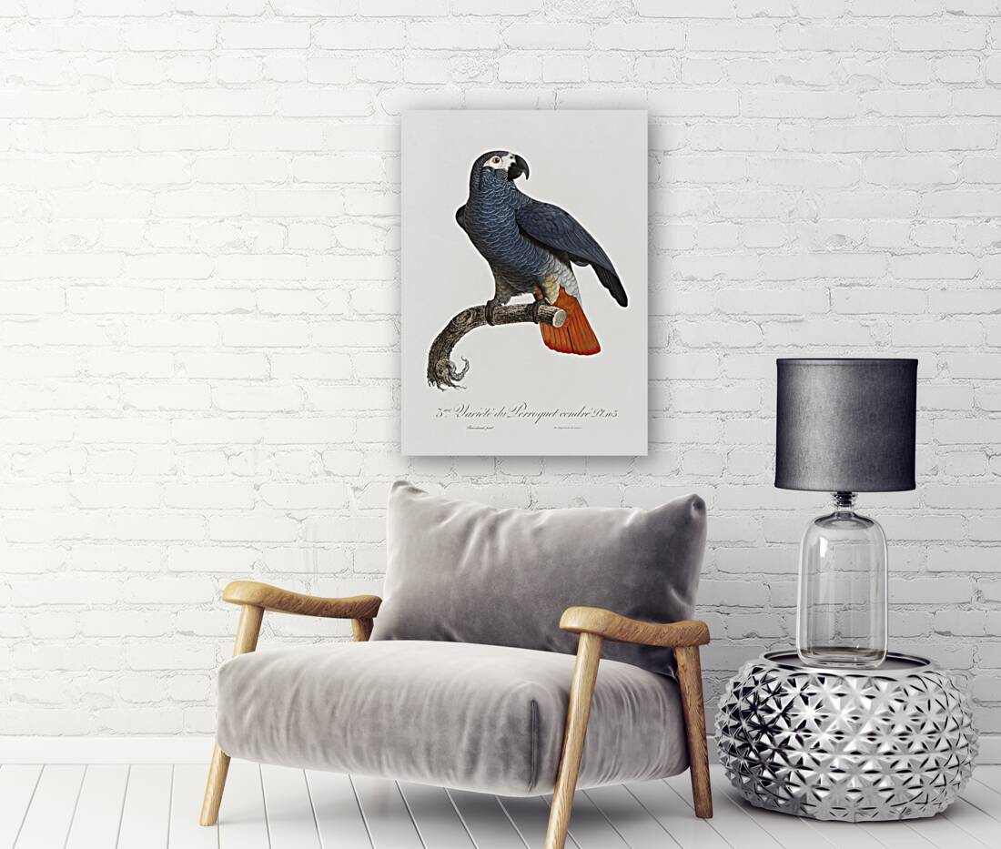 African grey parrot  Reproduction