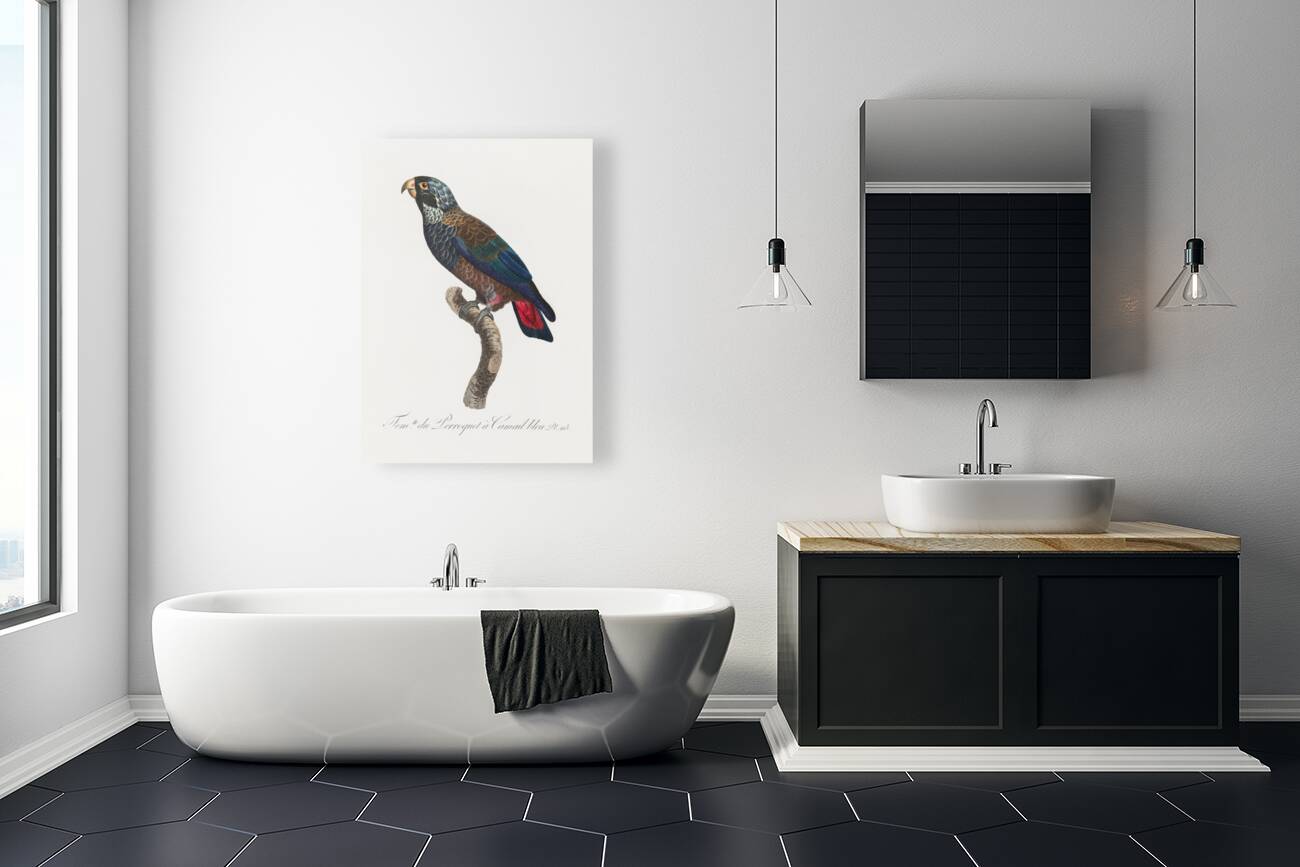 Bronze-winged parrot  Reproduction