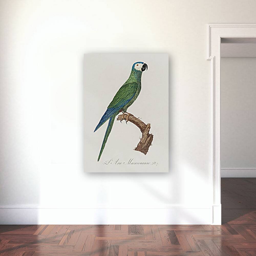 Red-bellied macaw  Reproduction