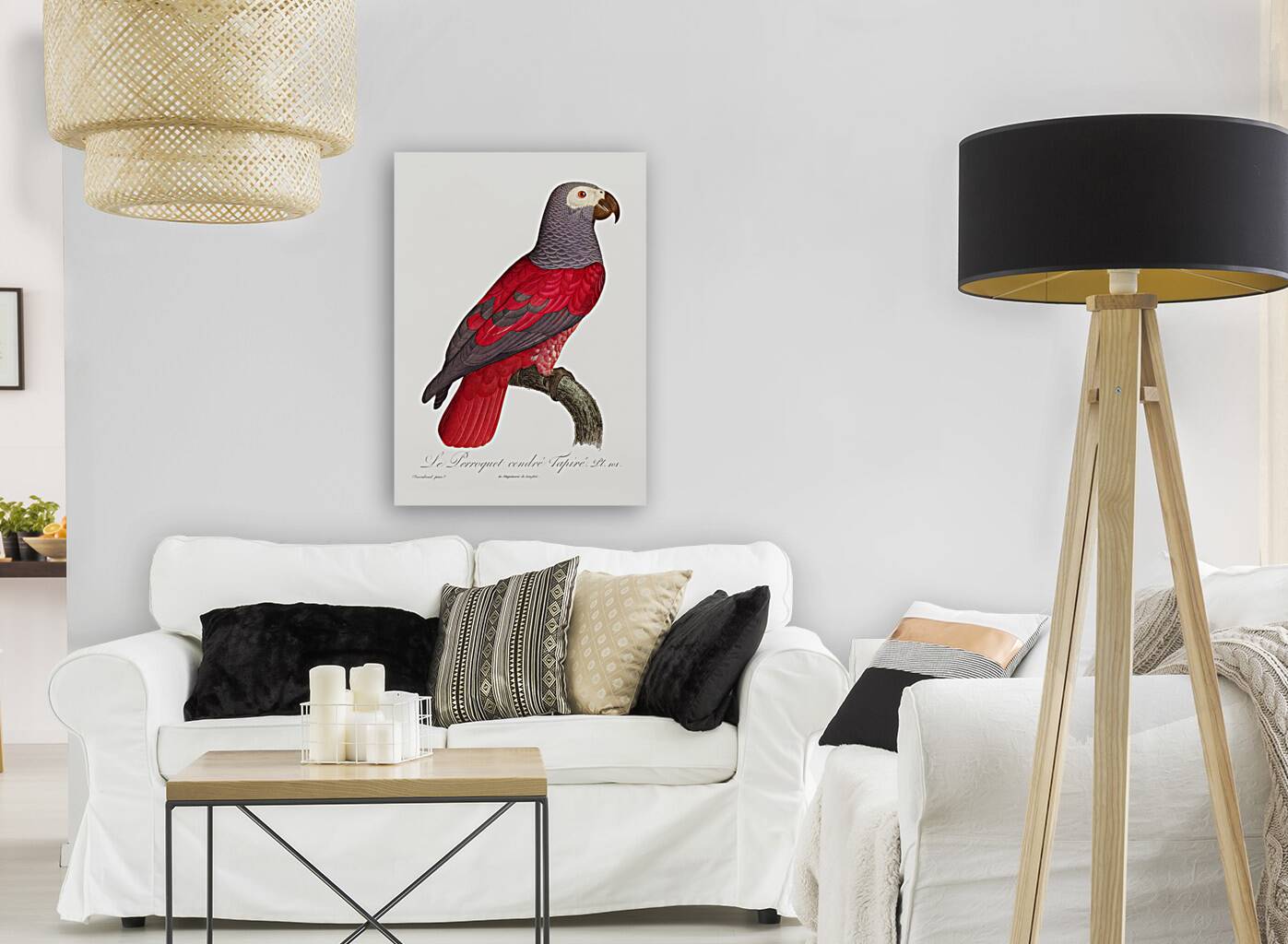 African grey parrot  Reproduction