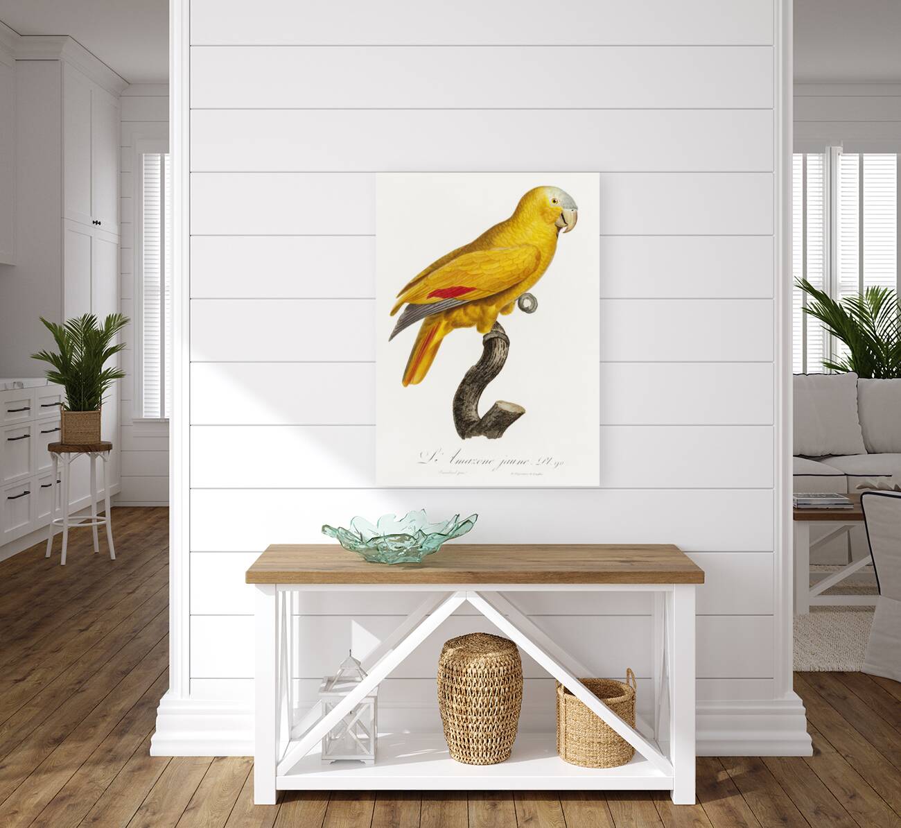 African grey parrot  Reproduction