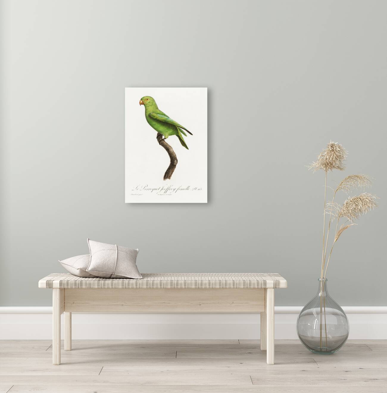 Red-cheeked parrot  Reproduction