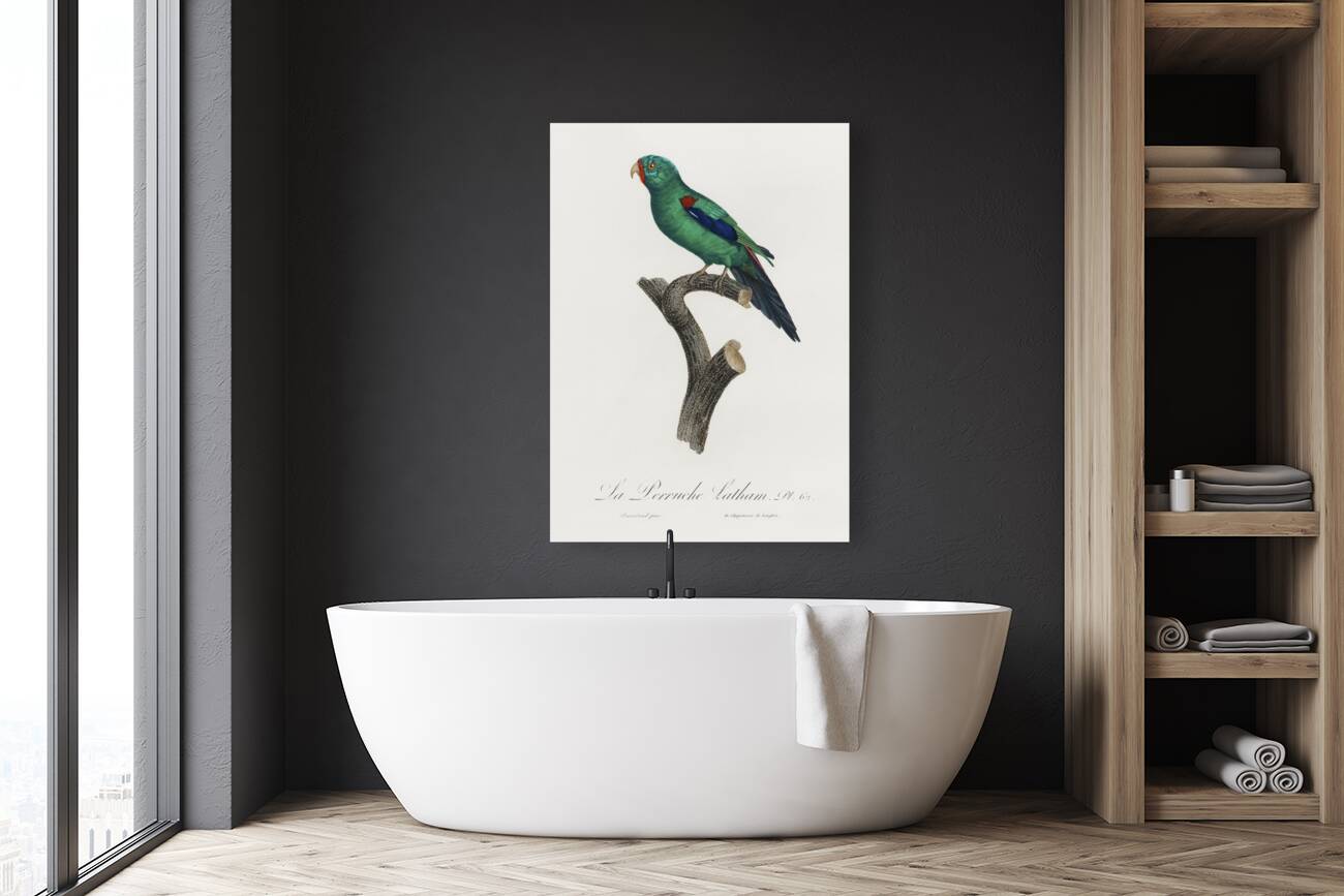 Swift parrot  Reproduction