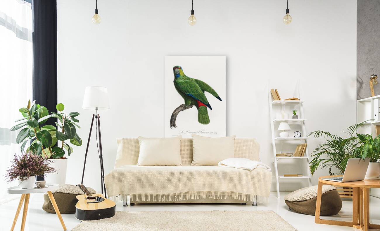 Festive parrot  Reproduction