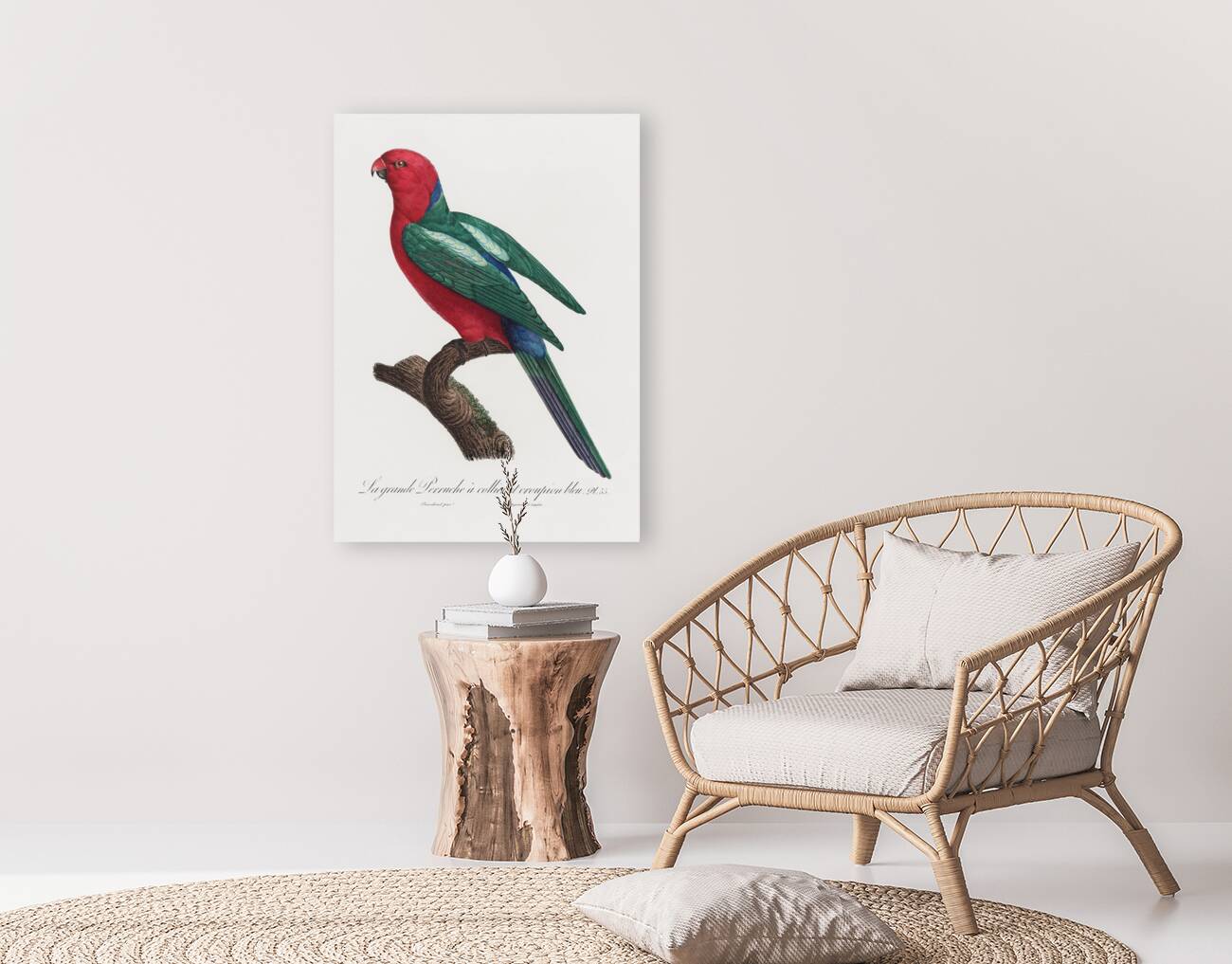 Australian king parrot  Reproduction