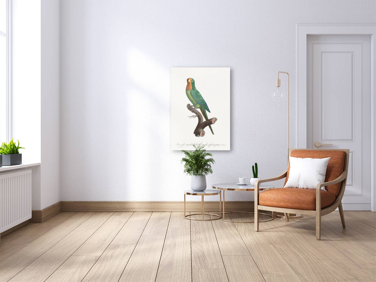 St Thomas conure  Reproduction