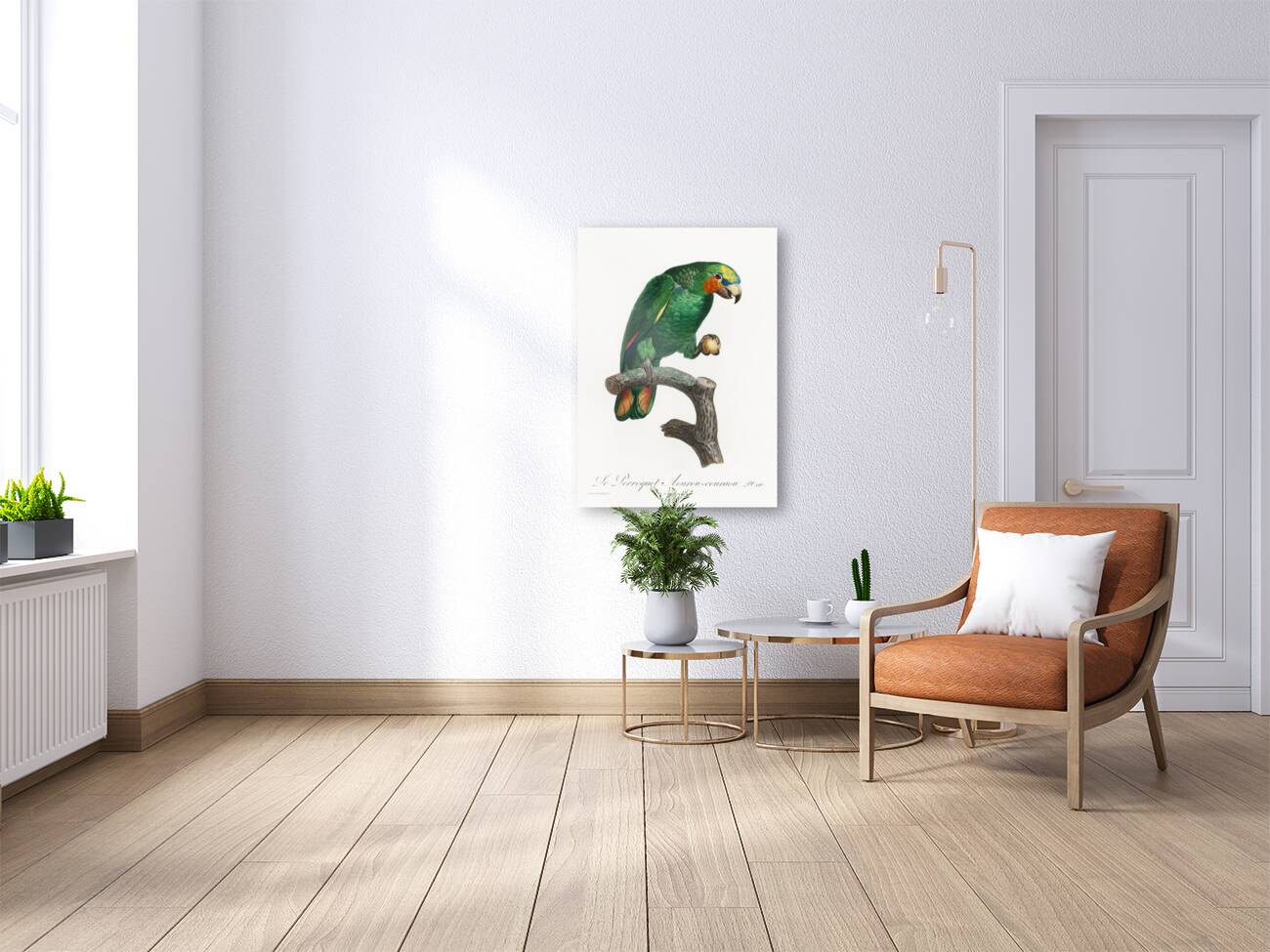 Orange-winged parrot  Reproduction