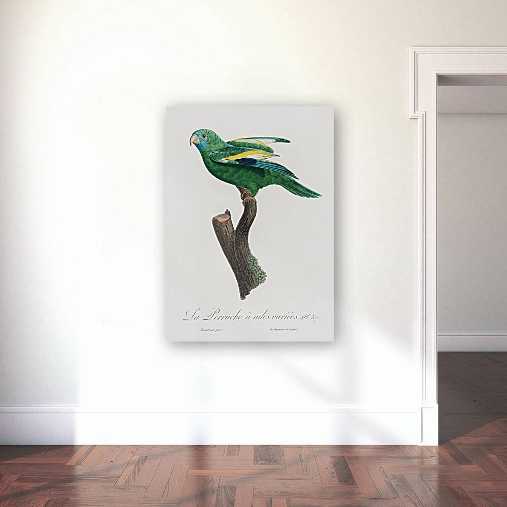 Canary-winged parakeet  Reproduction