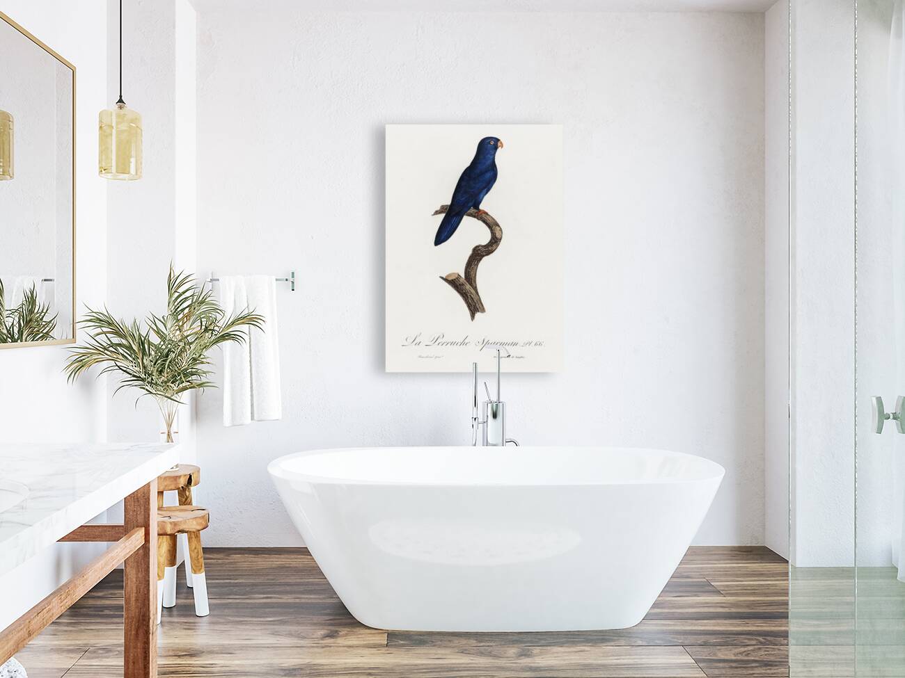 Sparman parakeet  Reproduction