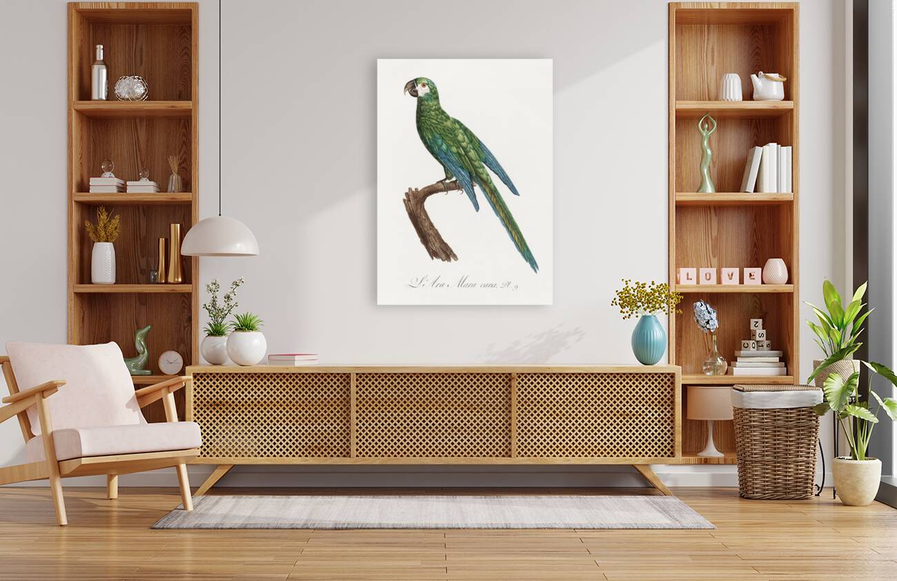 Illigers macaw  Reproduction