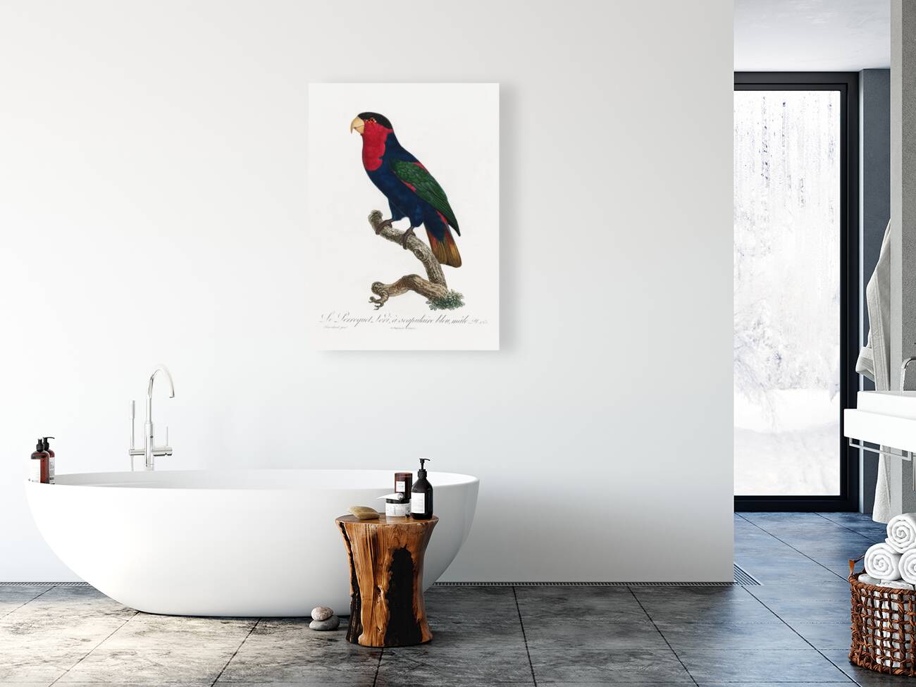 Western black-capped lory  Reproduction