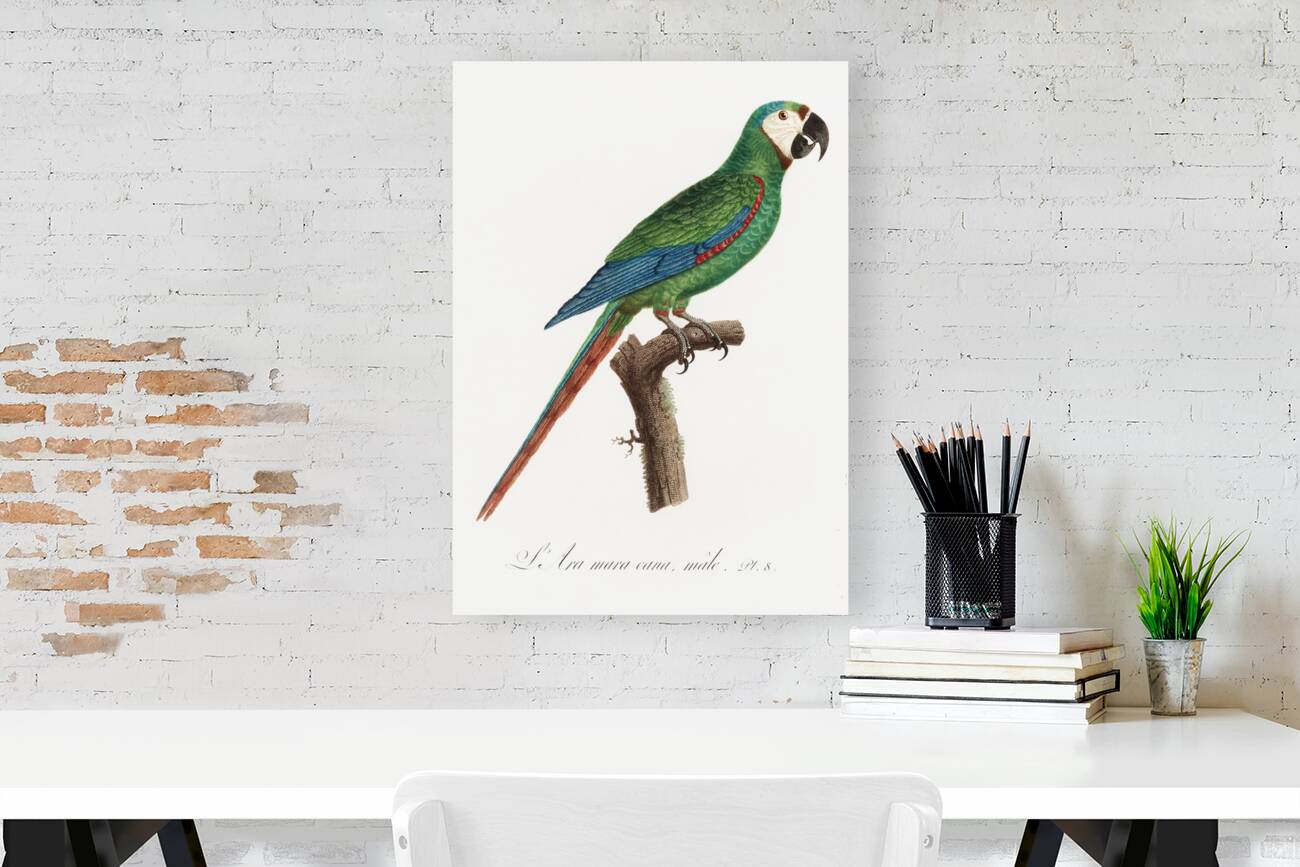 Illigers macaw  Reproduction