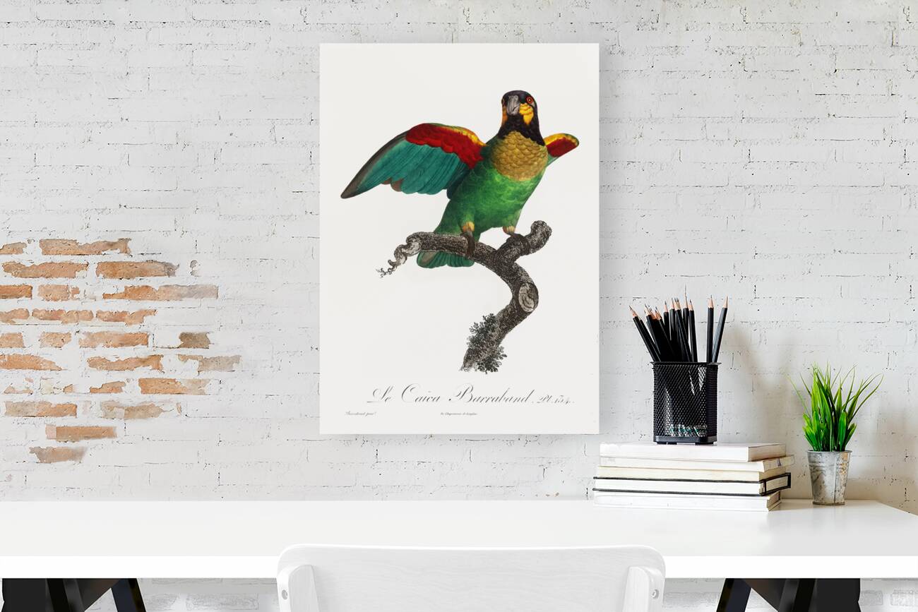 Orange-cheeked parrot  Reproduction