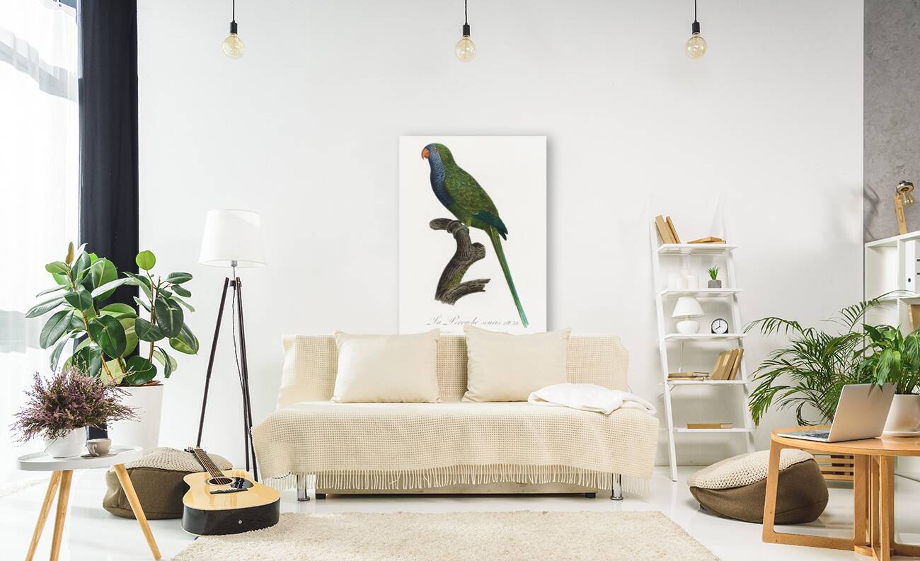 Quaker parrot  Reproduction