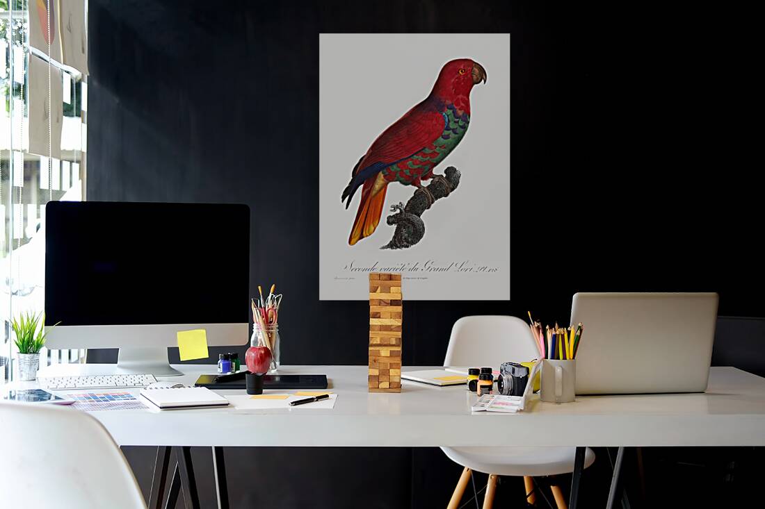 Eclectus parrot  Reproduction