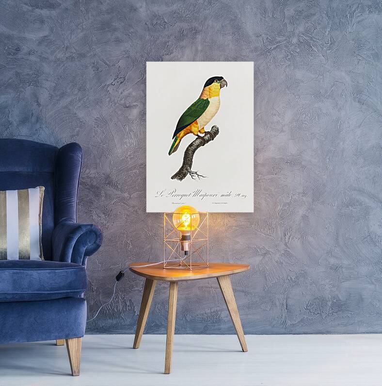 Black-Headed Parrot  Reproduction