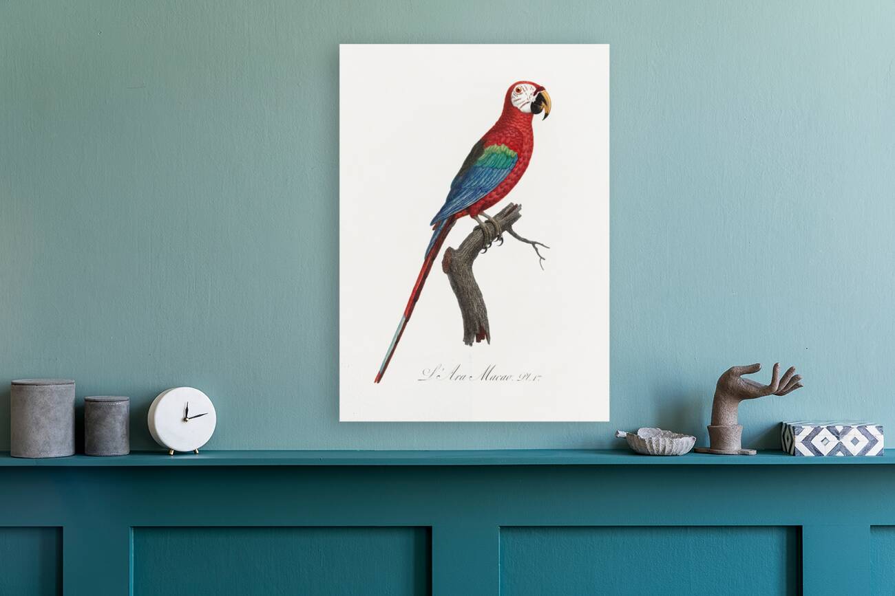 Scarlet macao  Reproduction