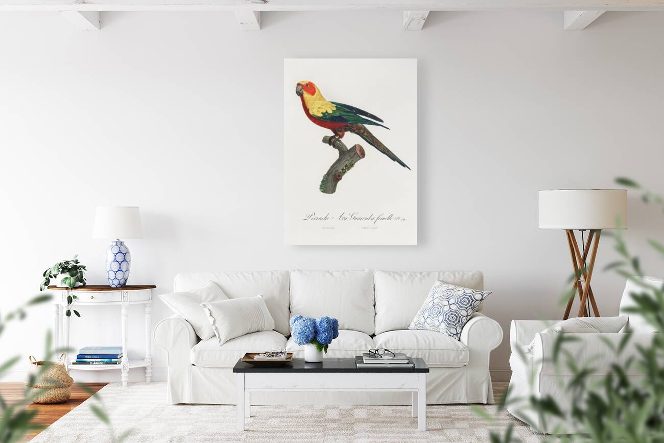 Sun parakeet  Reproduction