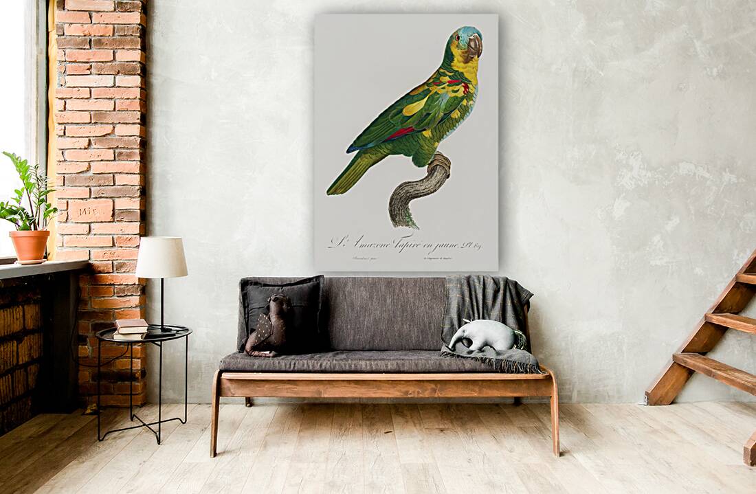 Blue-fronted amazon  Reproduction