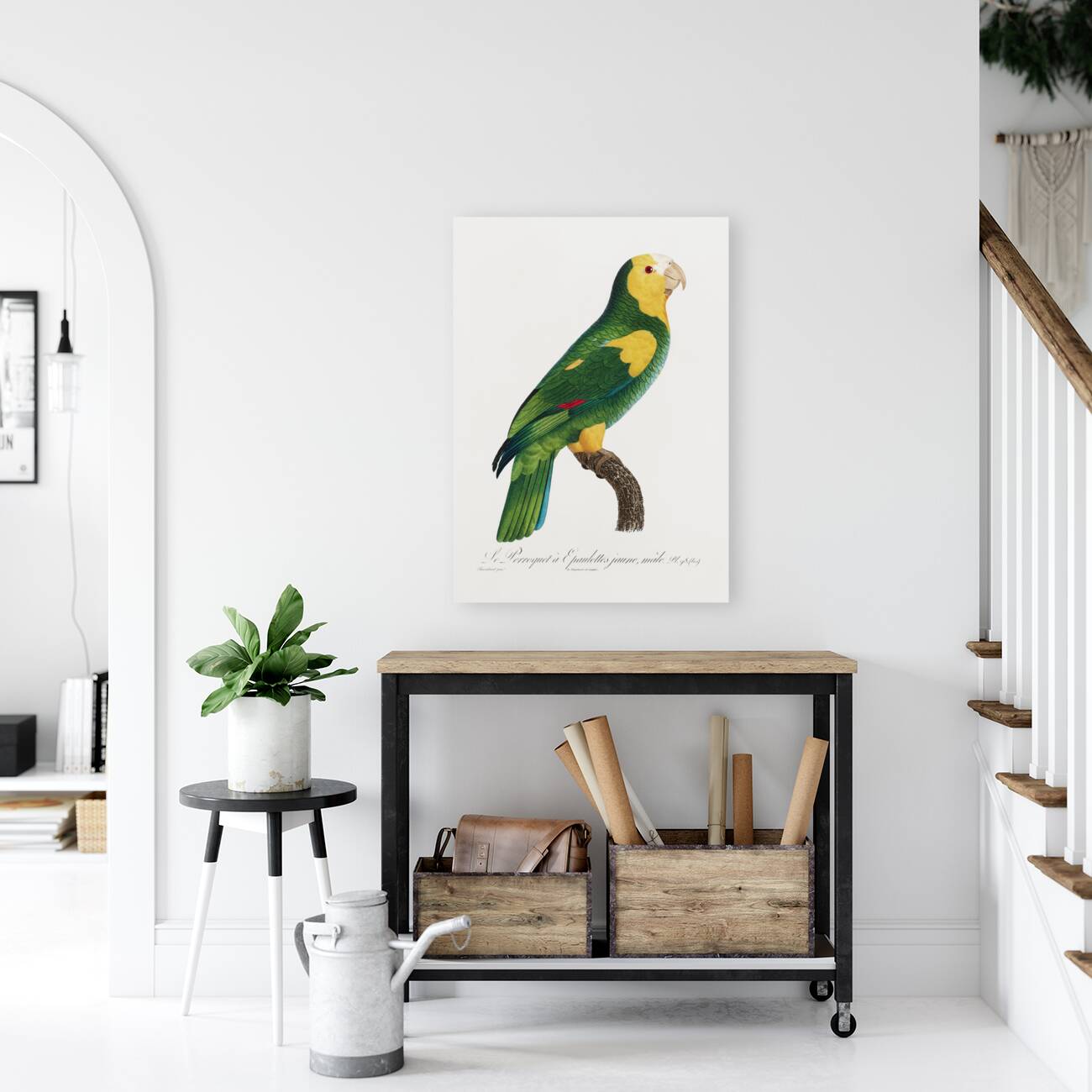 Yellow-shouldered amazon  Reproduction