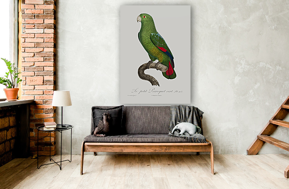 Black-billed amazon  Reproduction