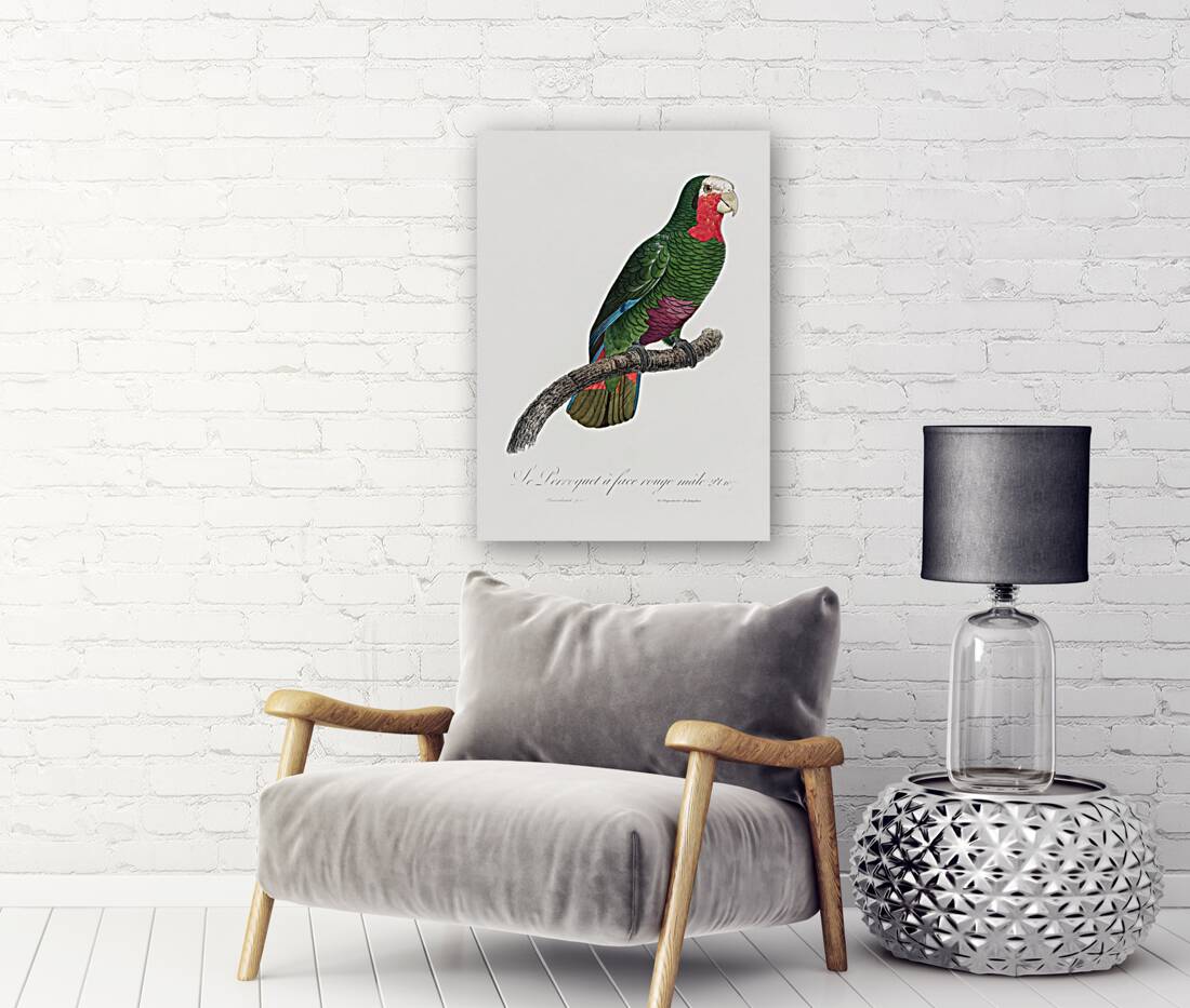 Rose-throated parrot  Reproduction