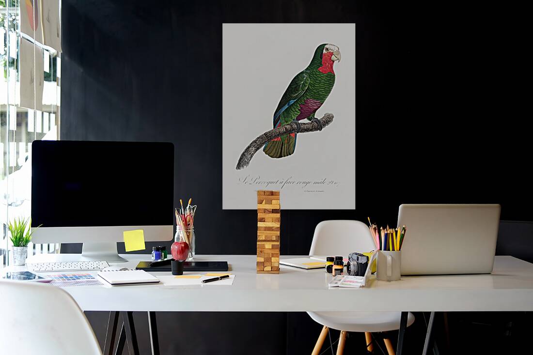 Rose-throated parrot  Reproduction