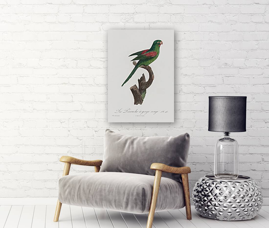 Red-throated conure  Reproduction