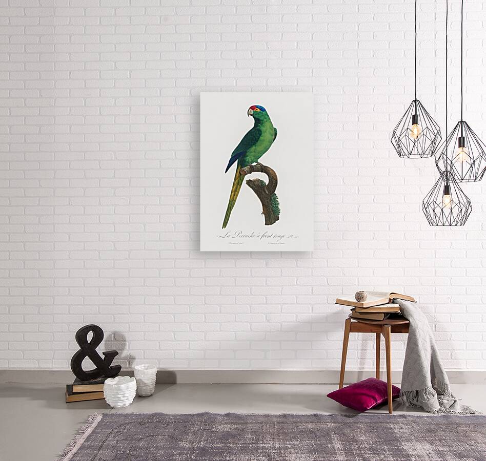 Red-fronted parakeet  Reproduction