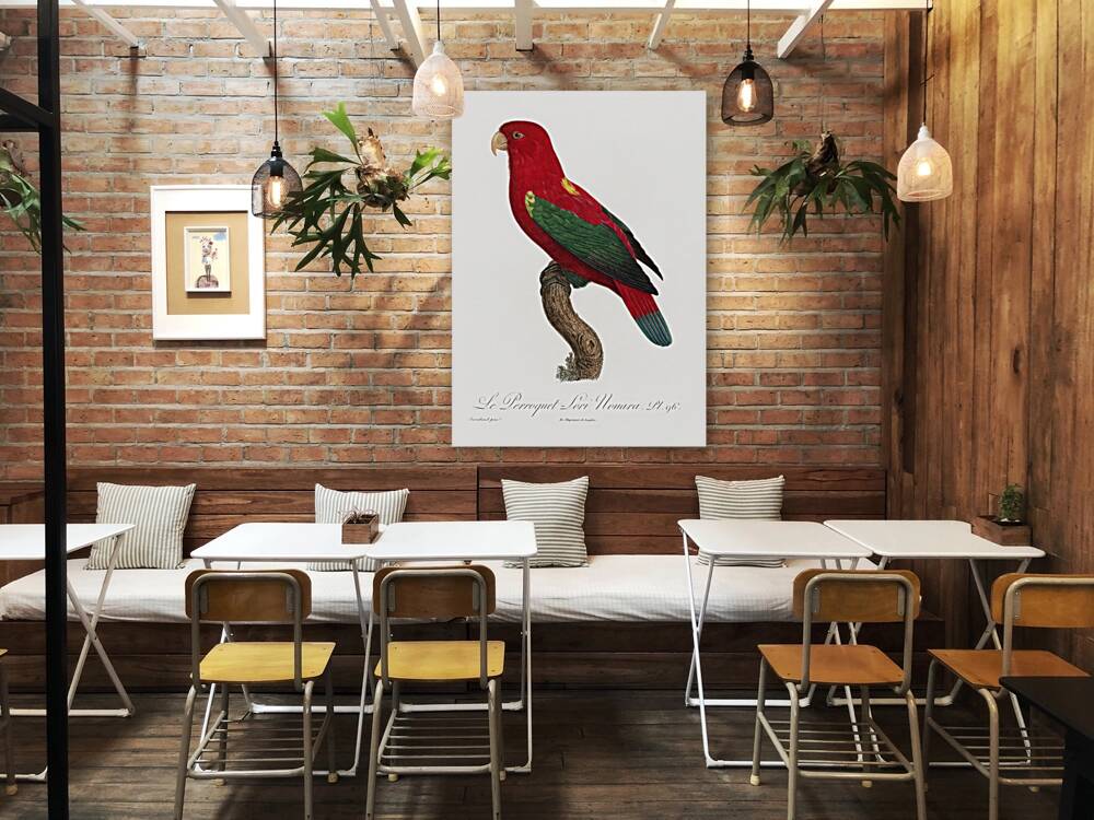 Chattering lory  Reproduction