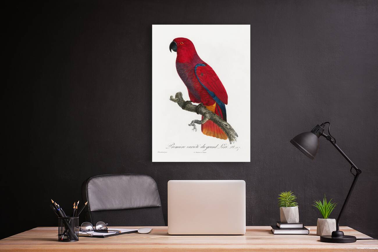 Eclectus parrot  Reproduction