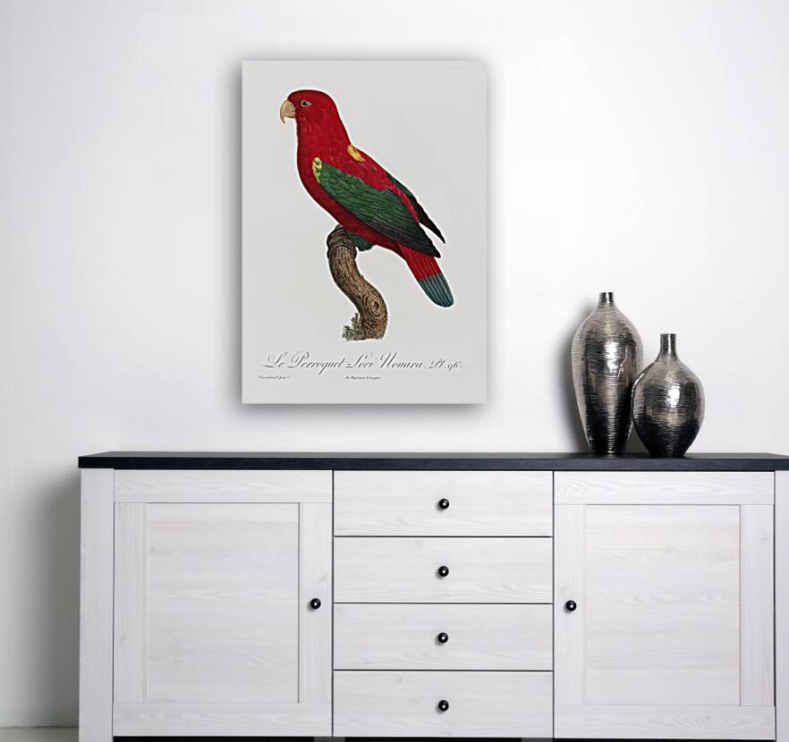 Chattering lory  Reproduction