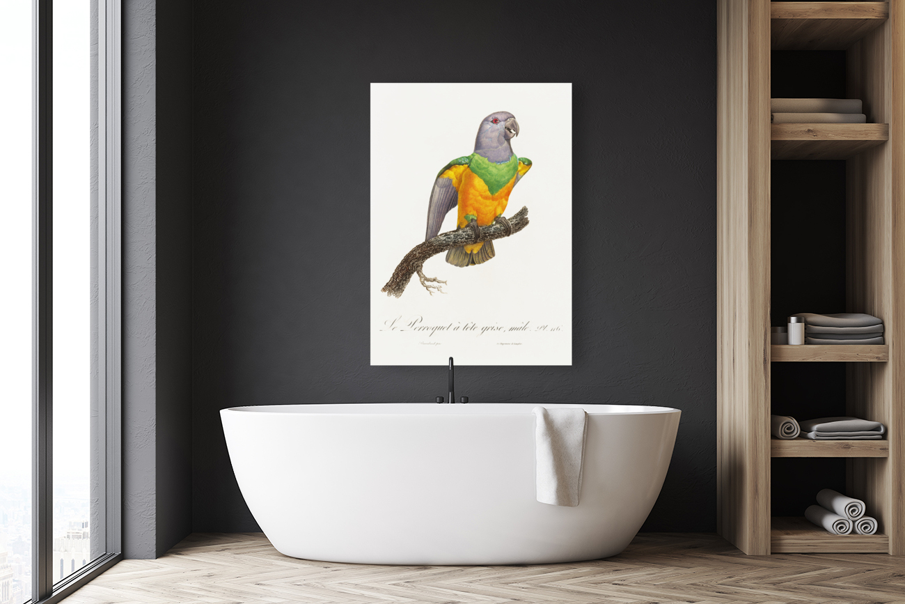 Senegal parrot  Reproduction