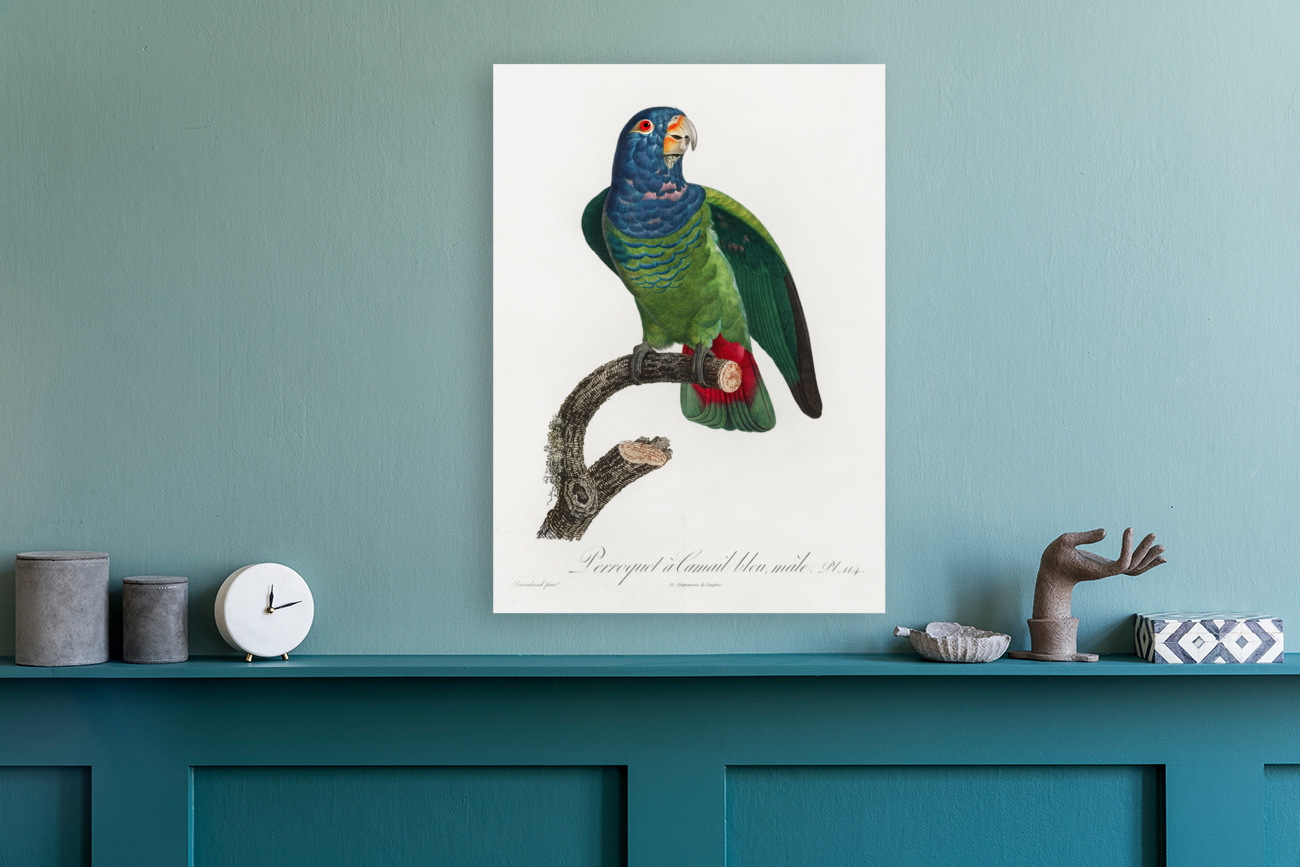 Blue-headed pionus  Reproduction