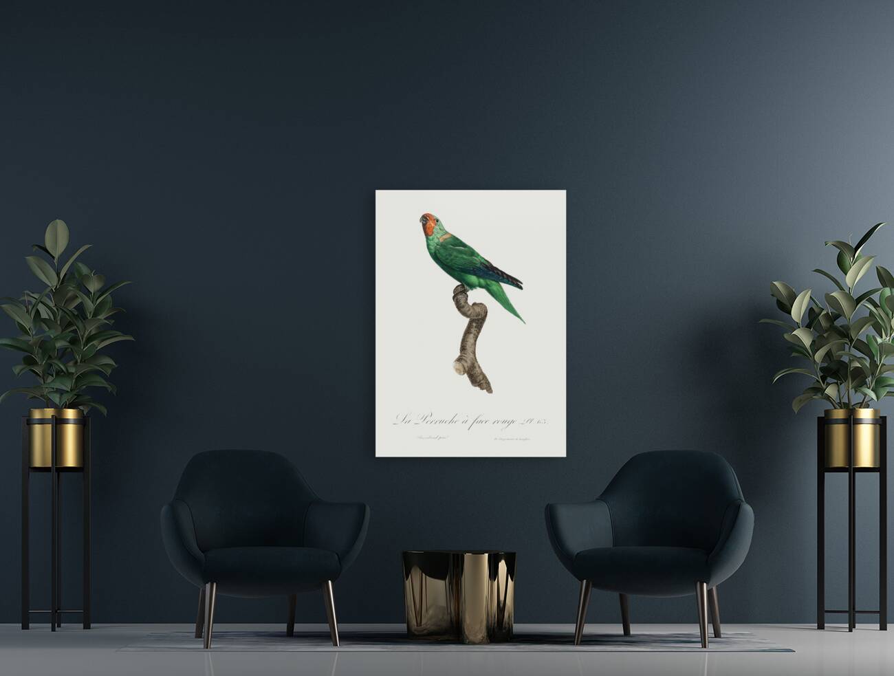 Red-faced parrot  Reproduction