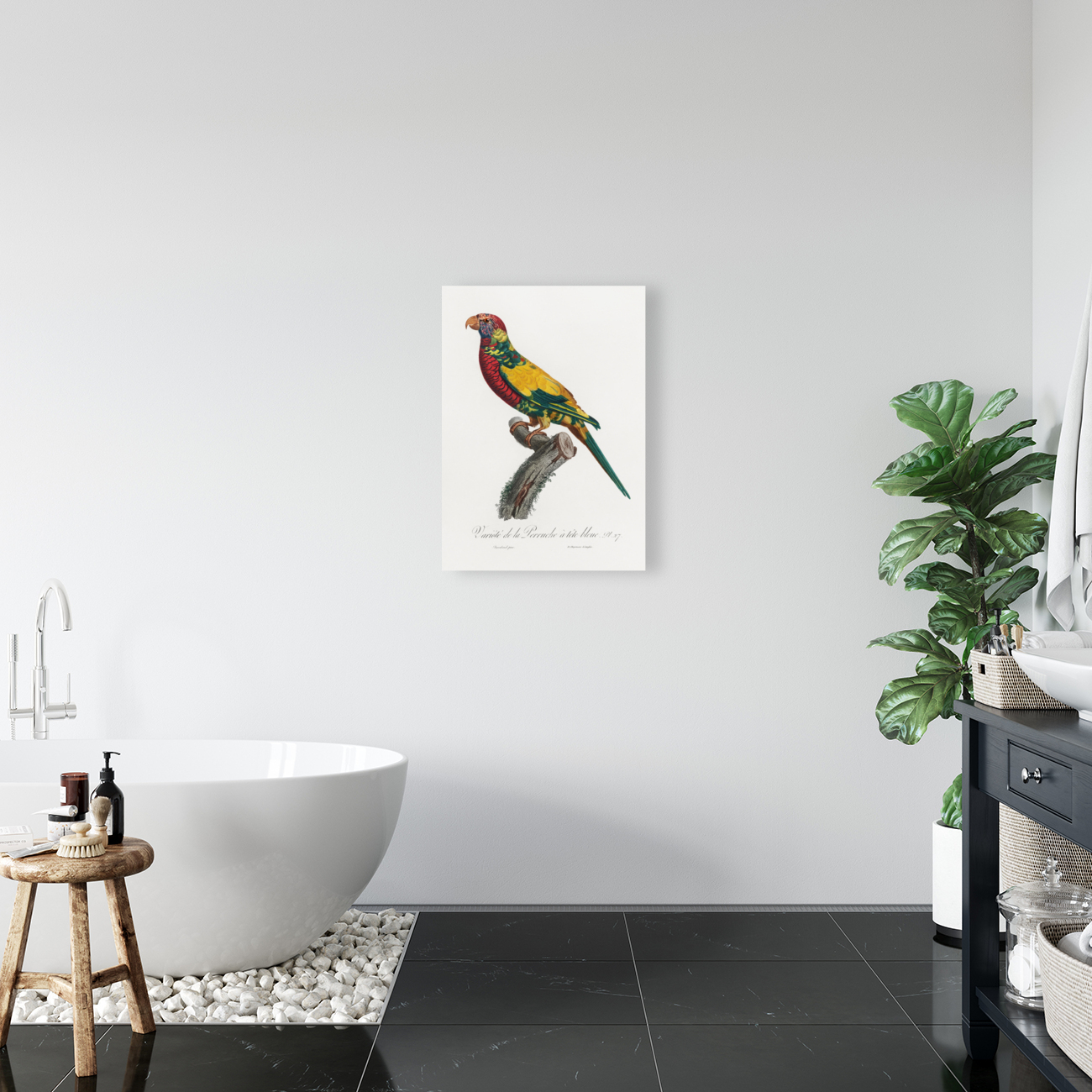 Rainbow lorikeet  Reproduction